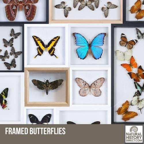 Framed Butterflies