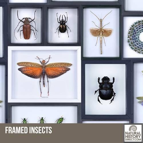 Framed Insects