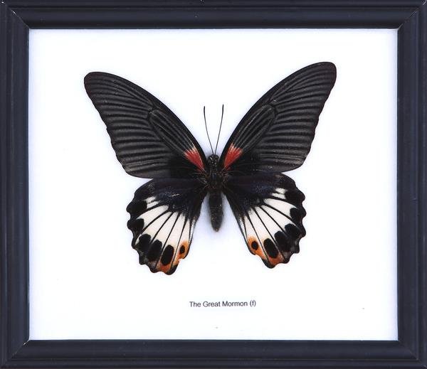 The Great Mormon Butterfly - Real Butterfly Framed - Natural History Direct Online Shop
