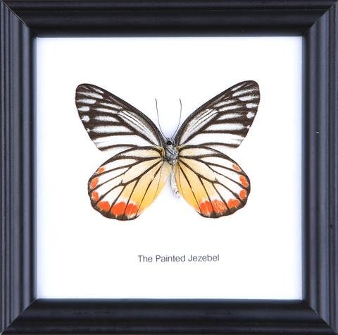 The Painted Jezebel - Real Butterfly Framed - Natural History Direct Online Shop