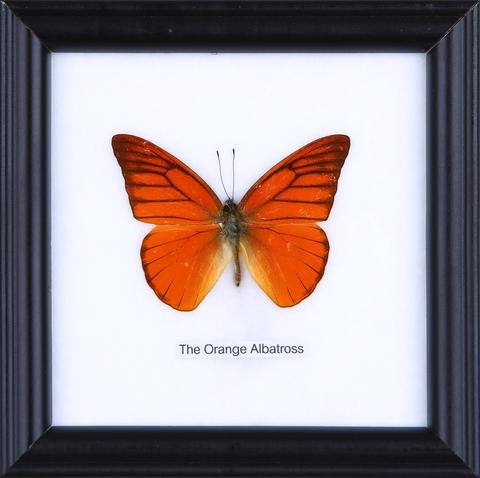 The Orange Albatross - Real Butterfly Framed - Natural History Direct Online Shop