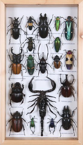 Entomology Insect Frame | Beetle Collection Taxidermy frame-12-007  - Natural History Direct Online Shop - 1