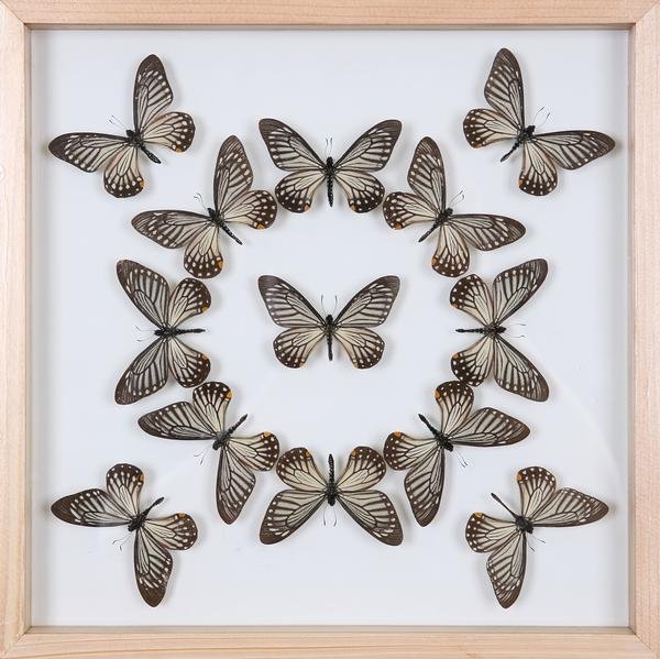 Exotic Butterflies Mounted in a Glass Frame | No.12-009 - Natural History Direct Online Shop - 1