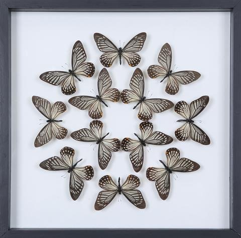 Tropical Butterflies Mounted in a Glass Frame | No.12-028 - Natural History Direct Online Shop - 1