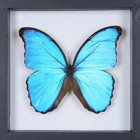 The Giant Blue Morpho Butterfly - Framed Butterfly - See Through Glass Frame - Natural History Direct Online Shop - 3