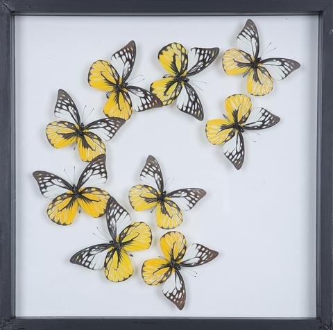 Tropical Butterflies Mounted in a Glass Frame | No.12-078 - Natural History Direct Online Shop - 1