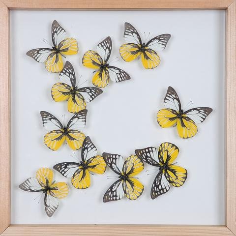 Tropical Butterflies Mounted in a Glass Frame | No.12-103 - Natural History Direct Online Shop - 1