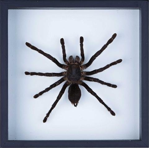 Real Giant Bird Eating Tarantula Mounted in a choice of frames - Natural History Direct Online Shop - 2