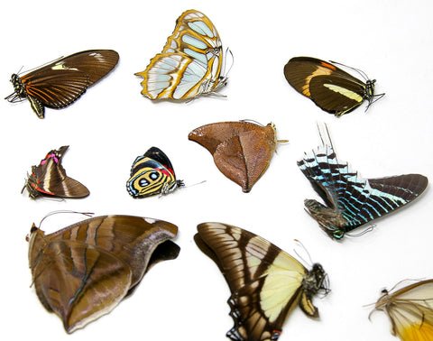 Mixed Lot of Dry-preserved Butterflies | Lepidoptera Specimens | Assorted Species Unmounted and Papered
