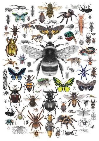 87 Invertebrates - A4 size limited edition archival print