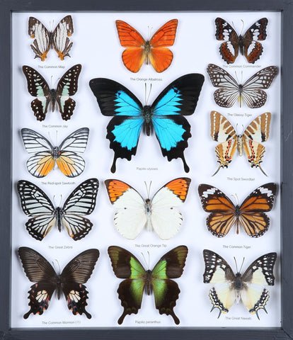 Entomology Butterfly Frame | Butterfly Collection Taxidermy frame-11-f006 - Natural History Direct Online Shop - 1